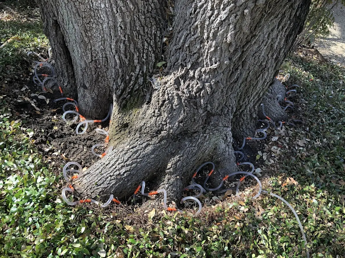 Detailed Tree Cabling and Bracing job site in Mereta