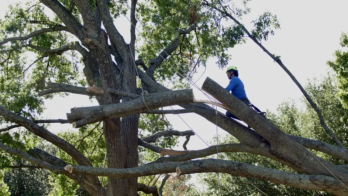 Professional Crown Thinning performed by certified arborists in Mereta